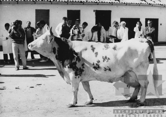 THM-BJ-11873 - Bonyhád, South Hungary, 1980